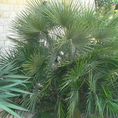 Slavica Apartment Biograd Na Moru
